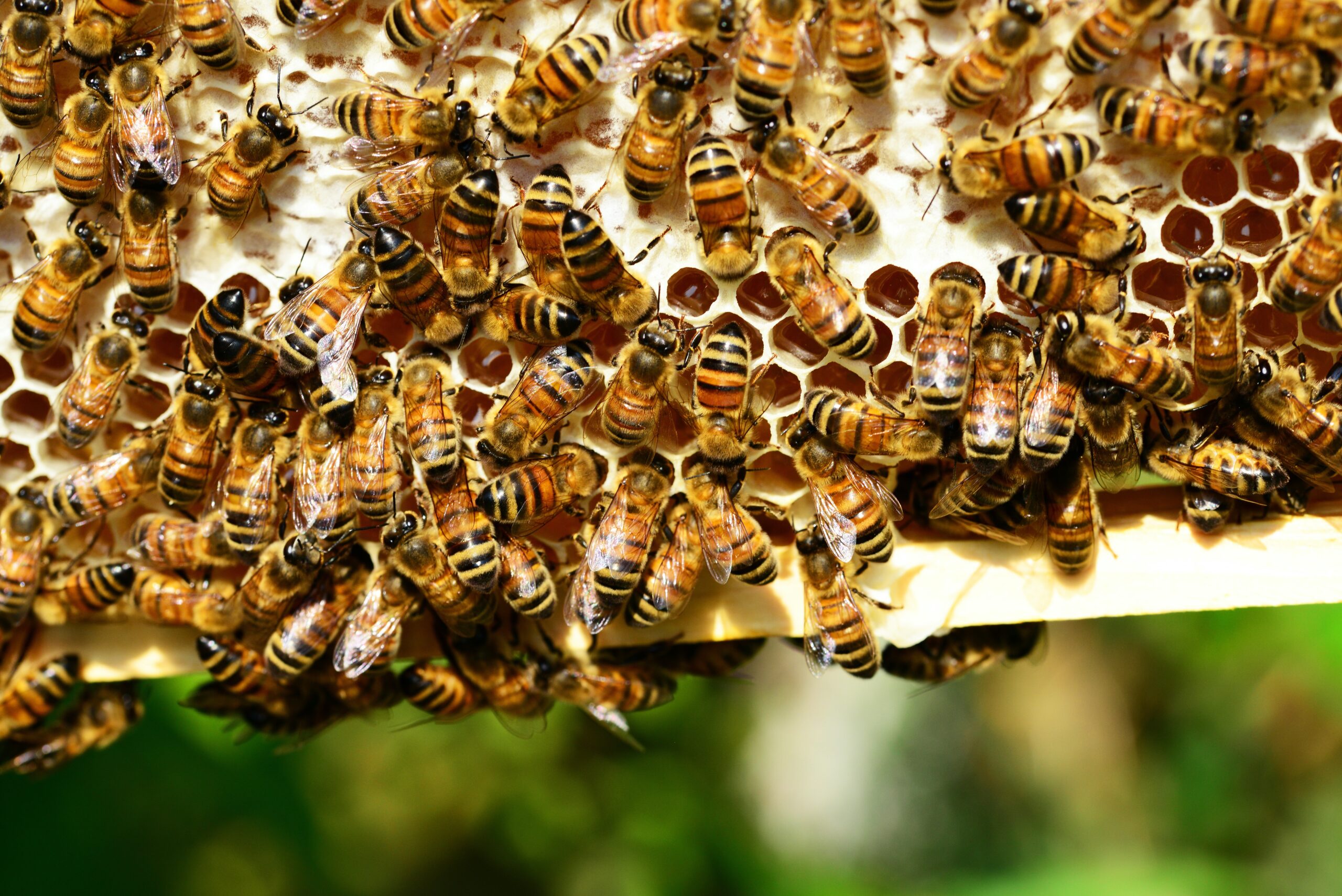 Brown-and-black Bee Lot