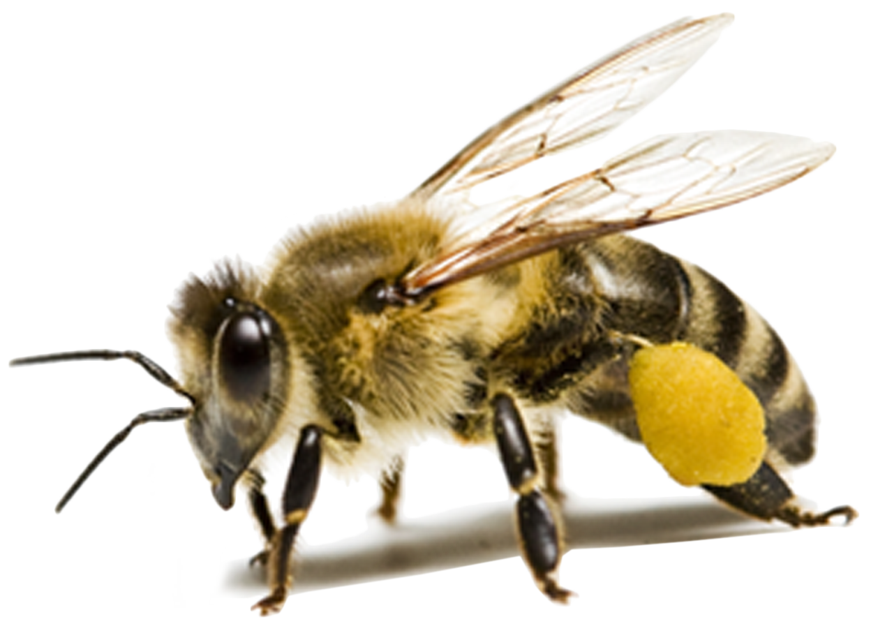 Bee